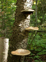 Piptoporus betulinus growing on dead birch tree.